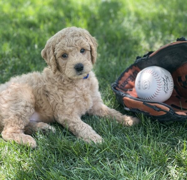 Luigi - Toy Goldendoodle Boy