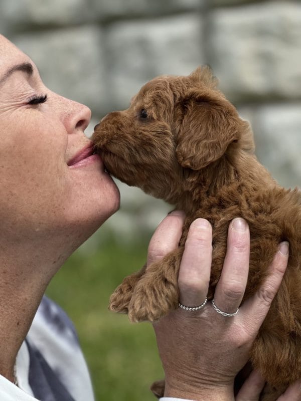 ChaCha - Toy Goldendoodle Girl - Image 10