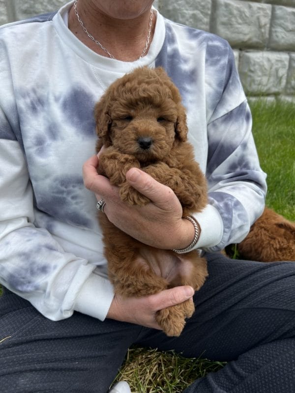 ChaCha - Toy Goldendoodle Girl - Image 8