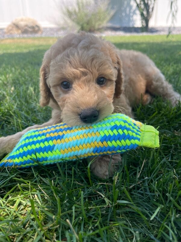 Luigi - Toy Goldendoodle Boy - Image 18