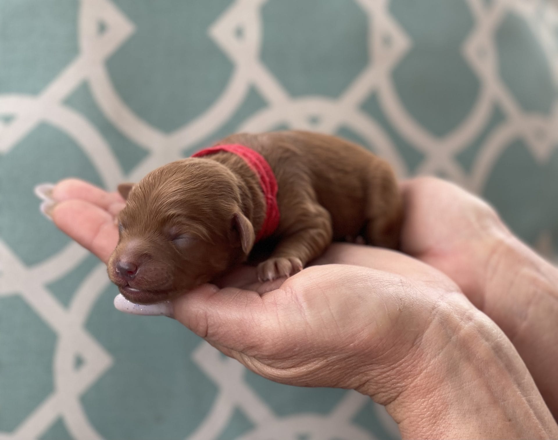 Mario - Teacup Goldendoodle Boy - Image 8