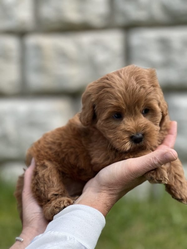 Coco - Toy Goldendoodle Girl - Image 9