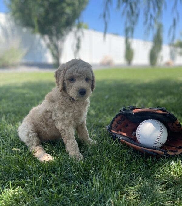 Luigi - Toy Goldendoodle Boy - Image 13