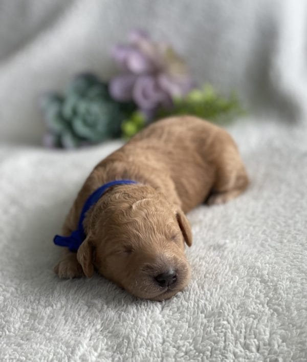 Luigi - Toy Goldendoodle Boy - Image 3