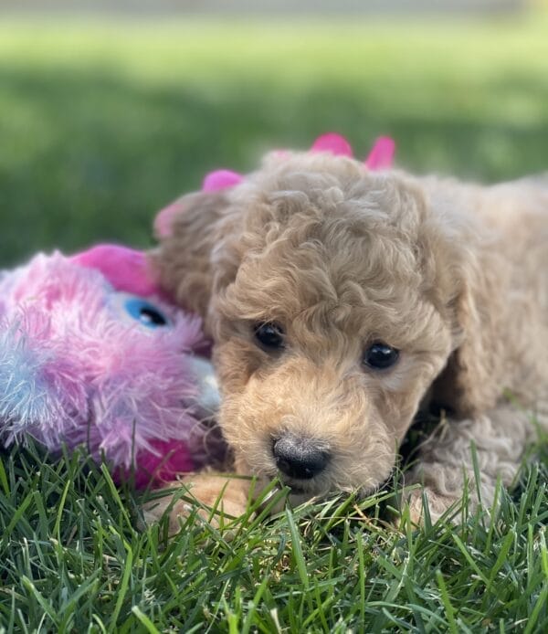 Peach - Teacup Goldendoodle Girl - Image 9