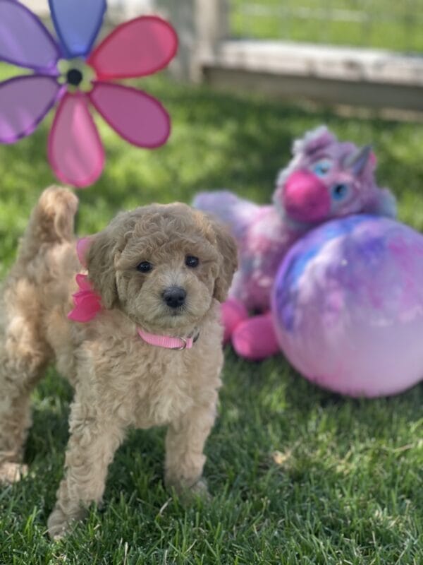 Peach - Teacup Goldendoodle Girl