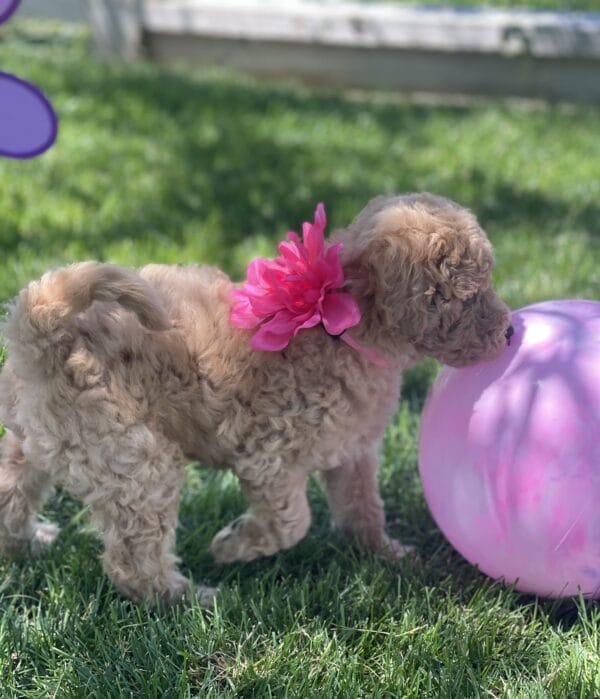 Peach - Teacup Goldendoodle Girl - Image 12