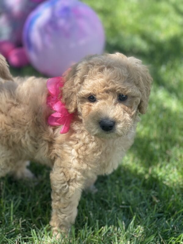 Peach - Teacup Goldendoodle Girl - Image 14