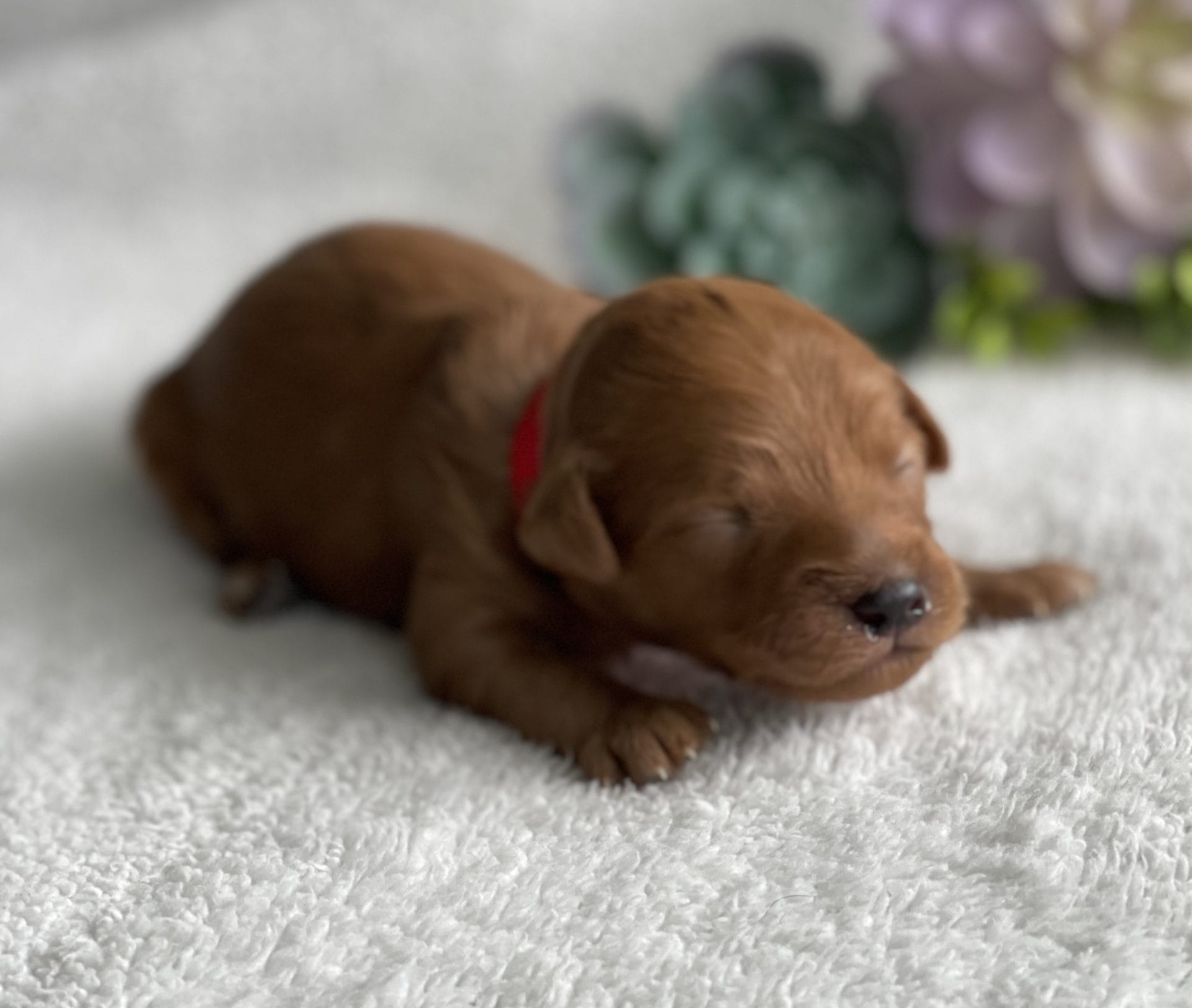 Mario - Teacup Goldendoodle Boy