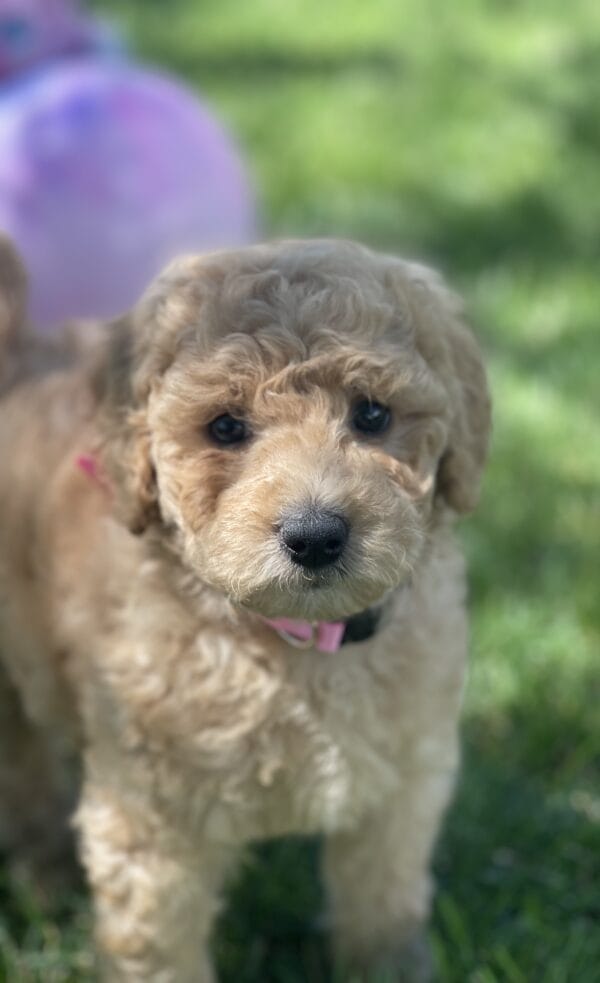 Peach - Teacup Goldendoodle Girl - Image 15