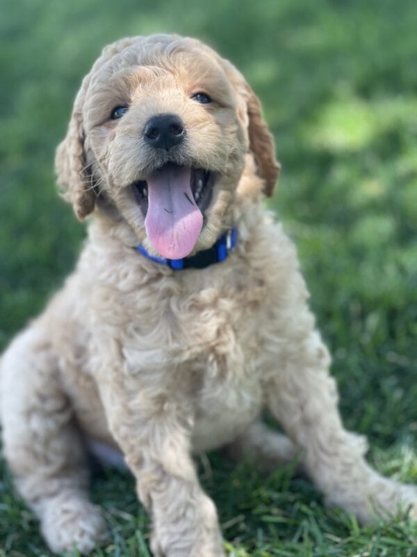 Luigi - Toy Goldendoodle Boy - Image 14