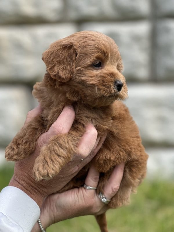 Coco - Toy Goldendoodle Girl - Image 8