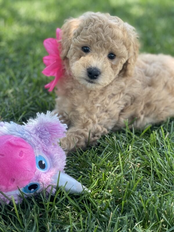 Peach - Teacup Goldendoodle Girl - Image 10