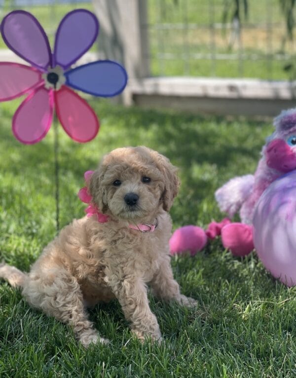 Peach - Teacup Goldendoodle Girl - Image 16