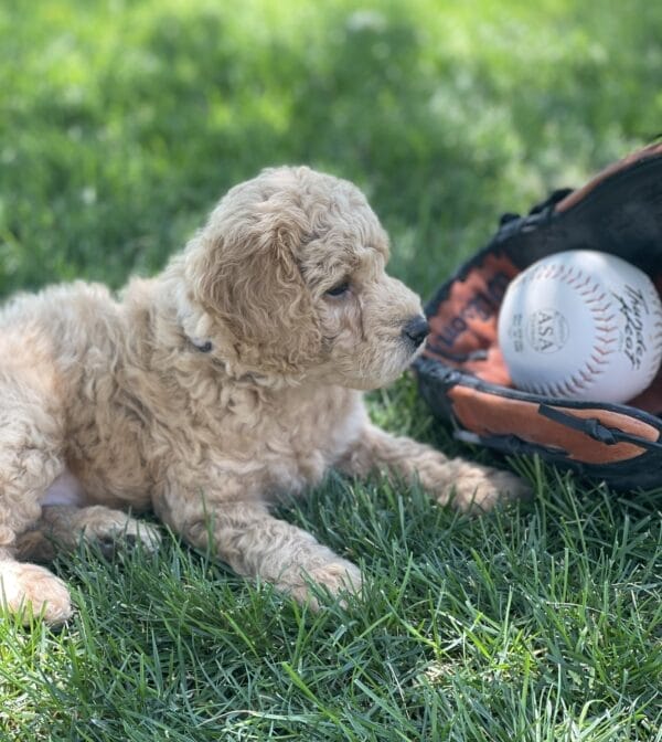 Luigi - Toy Goldendoodle Boy - Image 19