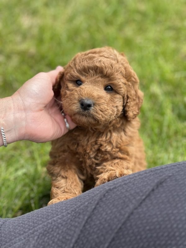 ChaCha - Toy Goldendoodle Girl - Image 9