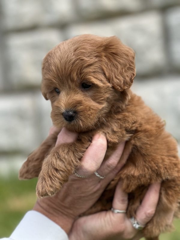 Coco - Toy Goldendoodle Girl