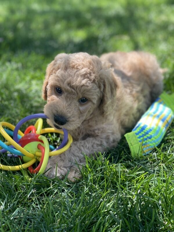 Luigi - Toy Goldendoodle Boy - Image 15