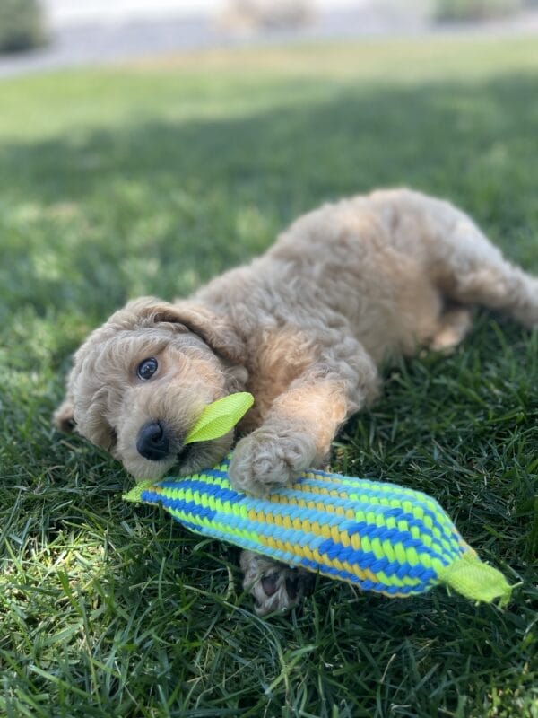 Luigi - Toy Goldendoodle Boy - Image 17