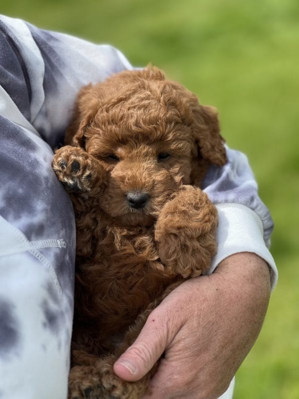 ChaCha - Toy Goldendoodle Girl - Image 11