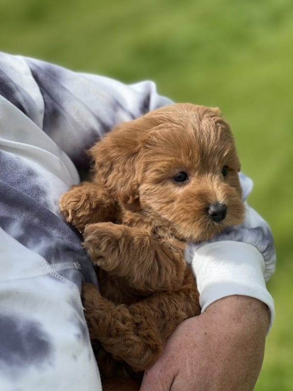 Coco - Toy Goldendoodle Girl - Image 11