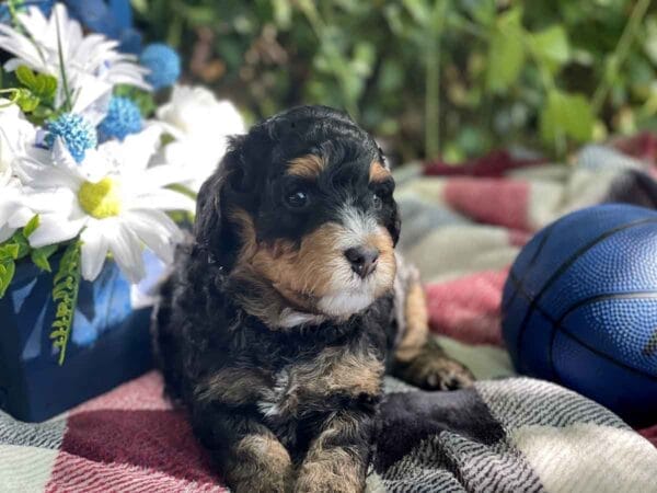Hawkeye - Teacup Bernedoodle Boy - Image 3