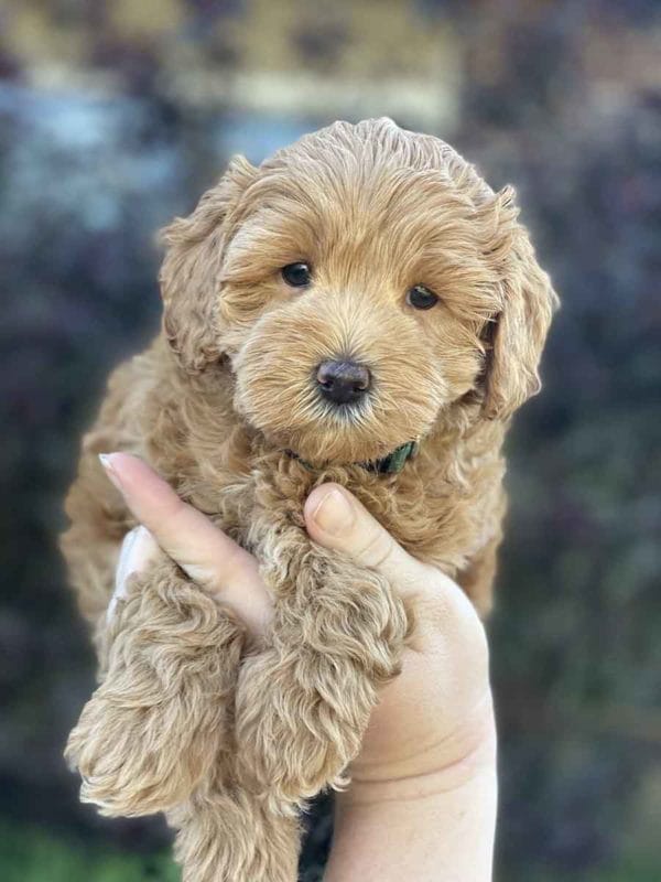 Labradoodle puppies for sale, Teacup Labradoodle, Mini Labradoodle puppies for sale, Miniature labradoodle puppies for sale near me, Labradoodle, labradooodle for sale, labradoodle puppy, Mini doodle dogs, doodle dog, hypoallergenic dogs