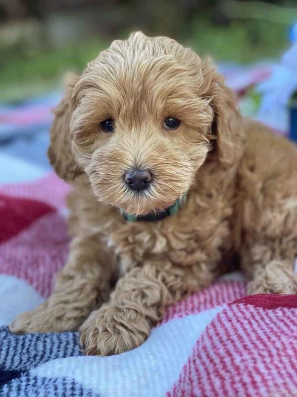 Labradoodle puppies for sale, Teacup Labradoodle, Mini Labradoodle puppies for sale, Miniature labradoodle puppies for sale near me, Labradoodle, labradooodle for sale, labradoodle puppy, Mini doodle dogs, doodle dog, hypoallergenic dogs