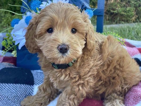 Labradoodle puppies for sale, Teacup Labradoodle, Mini Labradoodle puppies for sale, Miniature labradoodle puppies for sale near me, Labradoodle, labradooodle for sale, labradoodle puppy, Mini doodle dogs, doodle dog, hypoallergenic dogs