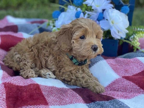 Labradoodle puppies for sale, Teacup Labradoodle, Mini Labradoodle puppies for sale, Miniature labradoodle puppies for sale near me, Labradoodle, labradooodle for sale, labradoodle puppy, Mini doodle dogs, doodle dog, hypoallergenic dogs