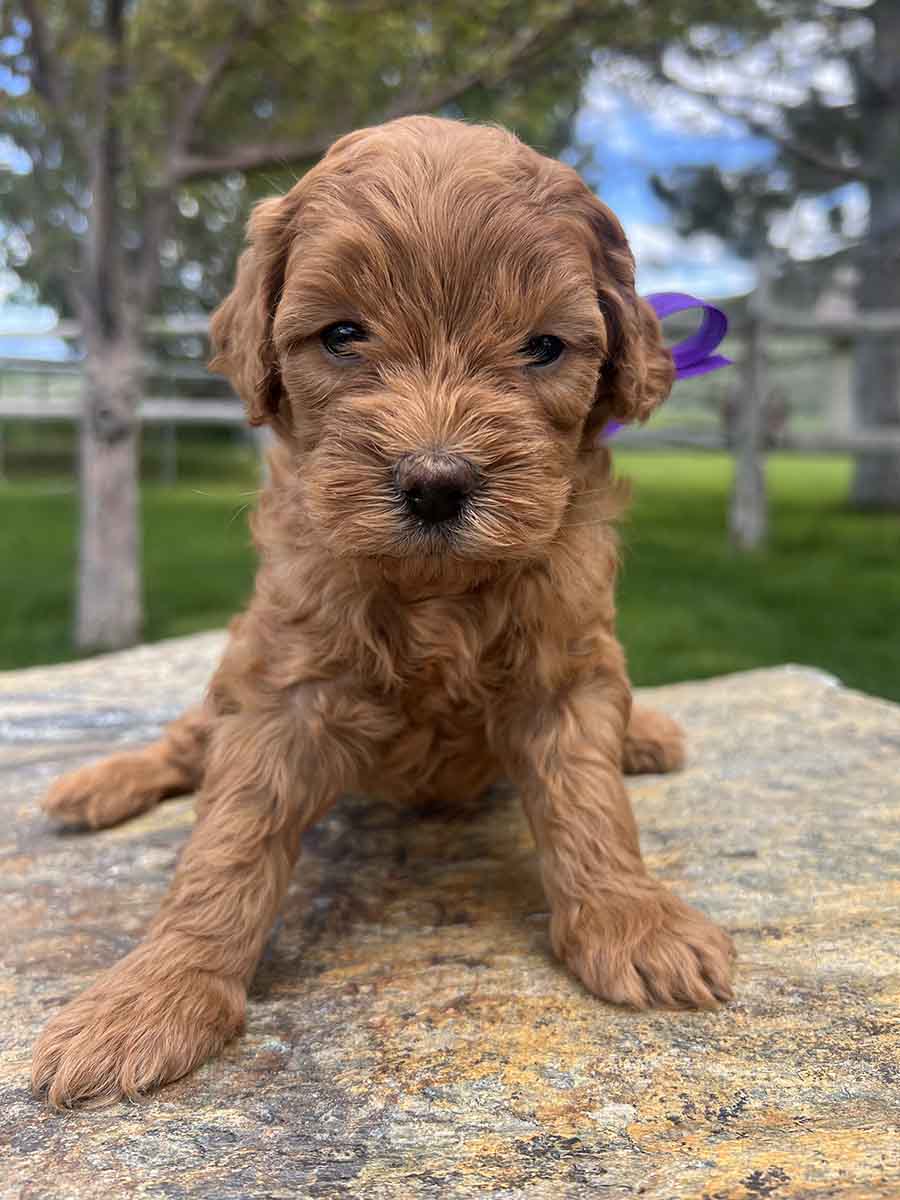 Aphrodite - Mini Goldendoodle Girl