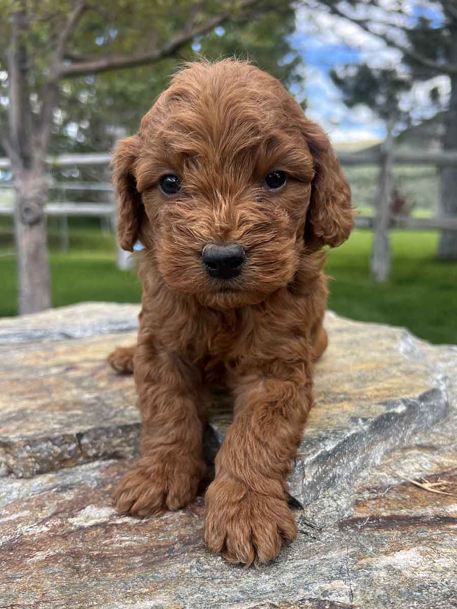 Zeus - Mini Goldendoodle Boy