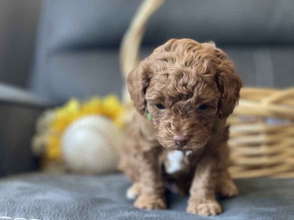 Qbert - Micro Goldendoodle Boy - Image 9