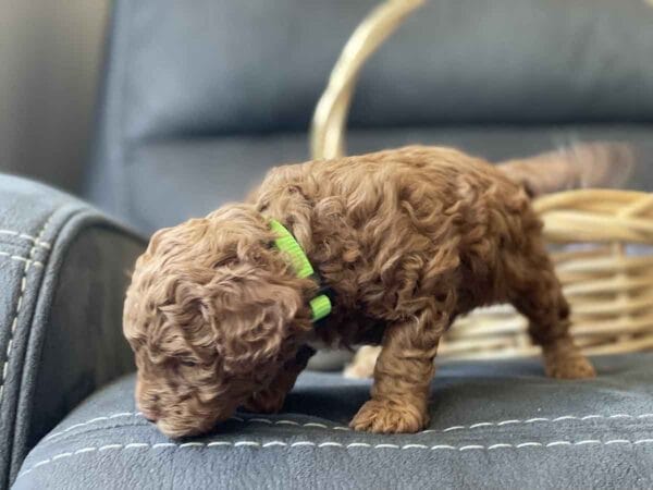 Qbert - Micro Goldendoodle Boy - Image 8