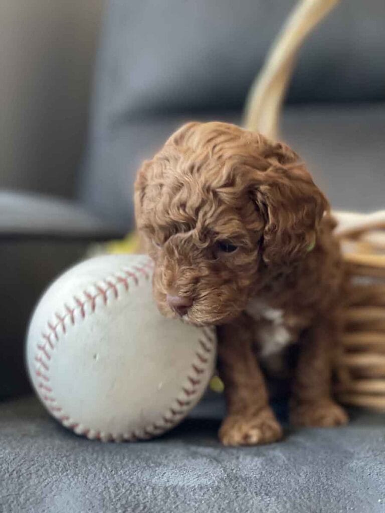 Qbert-Micro_Goldendooddle-Golden_doodle-Precious_Doodle_Dogs-3
