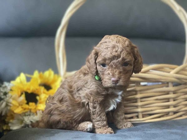 Qbert - Micro Goldendoodle Boy - Image 6