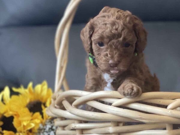 Qbert - Micro Goldendoodle Boy - Image 5