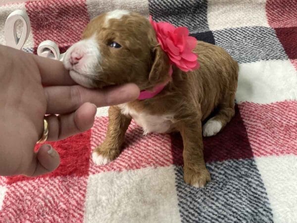 Sage - Teacup Goldendoodle Girl - Image 4