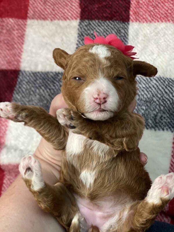 Sage - Teacup Goldendoodle Girl - Image 2