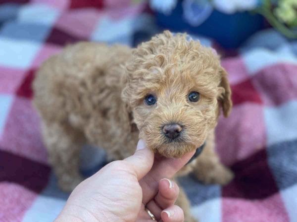 Labradoodle puppies for sale, Teacup Labradoodle, Mini Labradoodle puppies for sale, Miniature labradoodle puppies for sale near me, Labradoodle, labradooodle for sale, labradoodle puppy, Mini doodle dogs, doodle dog, hypoallergenic dogs