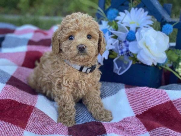 Labradoodle puppies for sale, Teacup Labradoodle, Mini Labradoodle puppies for sale, Miniature labradoodle puppies for sale near me, Labradoodle, labradooodle for sale, labradoodle puppy, Mini doodle dogs, doodle dog, hypoallergenic dogs