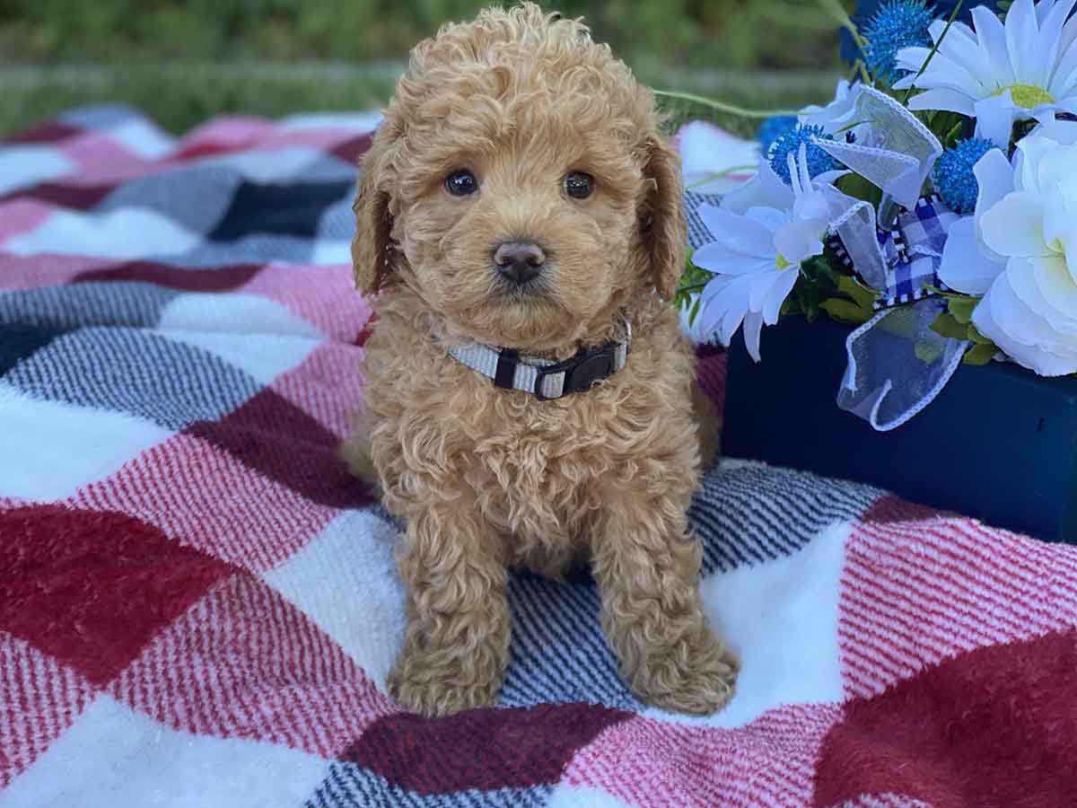 Labradoodle puppies for sale, Teacup Labradoodle, Mini Labradoodle puppies for sale, Miniature labradoodle puppies for sale near me, Labradoodle, labradooodle for sale, labradoodle puppy, Mini doodle dogs, doodle dog, hypoallergenic dogs