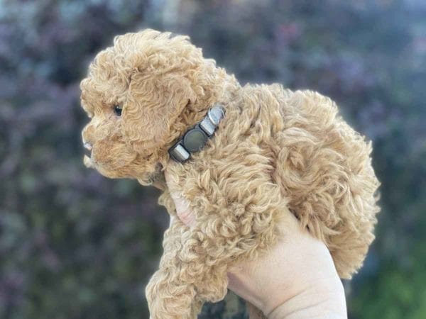Labradoodle puppies for sale, Teacup Labradoodle, Mini Labradoodle puppies for sale, Miniature labradoodle puppies for sale near me, Labradoodle, labradooodle for sale, labradoodle puppy, Mini doodle dogs, doodle dog, hypoallergenic dogs