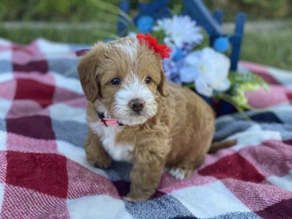 Labradoodle puppies for sale, Teacup Labradoodle, Mini Labradoodle puppies for sale, Miniature labradoodle puppies for sale near me, Labradoodle, labradooodle for sale, labradoodle puppy, Mini doodle dogs, doodle dog, hypoallergenic dogs