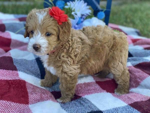 Labradoodle puppies for sale, Teacup Labradoodle, Mini Labradoodle puppies for sale, Miniature labradoodle puppies for sale near me, Labradoodle, labradooodle for sale, labradoodle puppy, Mini doodle dogs, doodle dog, hypoallergenic dogs