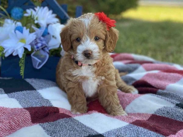 Labradoodle puppies for sale, Teacup Labradoodle, Mini Labradoodle puppies for sale, Miniature labradoodle puppies for sale near me, Labradoodle, labradooodle for sale, labradoodle puppy, Mini doodle dogs, doodle dog, hypoallergenic dogs
