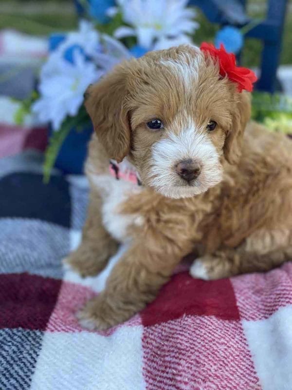 Labradoodle puppies for sale, Teacup Labradoodle, Mini Labradoodle puppies for sale, Miniature labradoodle puppies for sale near me, Labradoodle, labradooodle for sale, labradoodle puppy, Mini doodle dogs, doodle dog, hypoallergenic dogs