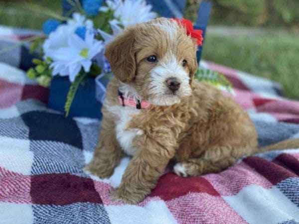 Labradoodle puppies for sale, Teacup Labradoodle, Mini Labradoodle puppies for sale, Miniature labradoodle puppies for sale near me, Labradoodle, labradooodle for sale, labradoodle puppy, Mini doodle dogs, doodle dog, hypoallergenic dogs