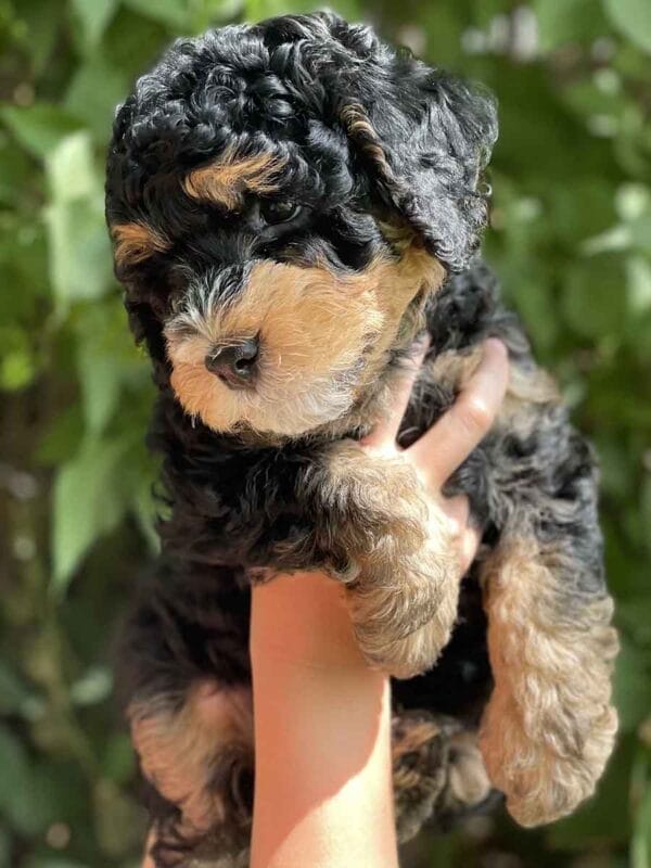 Hawkeye - Teacup Bernedoodle Boy