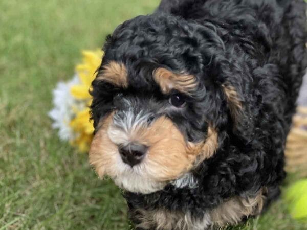 Hawkeye - Teacup Bernedoodle Boy - Image 20
